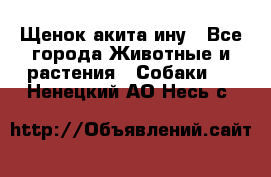 Щенок акита ину - Все города Животные и растения » Собаки   . Ненецкий АО,Несь с.